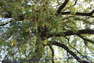 Quercia Loco